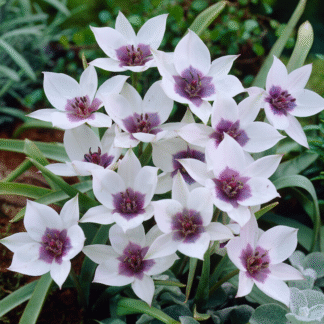Tulip Humilis Alba Coerulea Oculata - Pack of 6