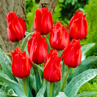 Tulipa Julius Caesar -  Pack of 6