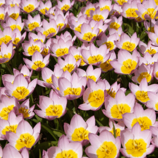 Tulipa Lilac Wonder - Pack of 6