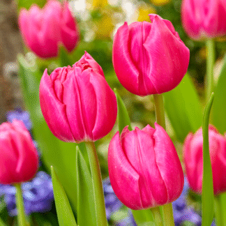 Tulipa Queen Jewel - Pack of 6