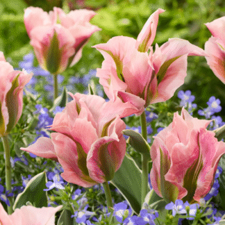 Tulipa China Town -  Pack of 6