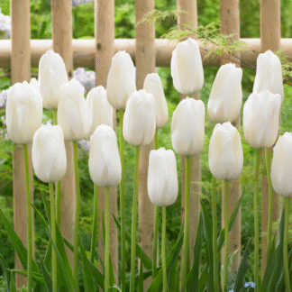 Tulipa White Proud -  Pack of 6