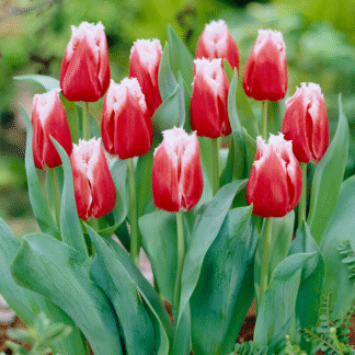Tulip Canasta - Fringed Tulip - Pack of 6