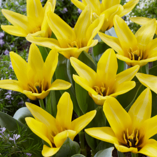 Tulipa Partitura - Pack of 6