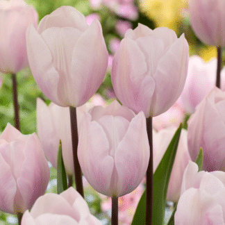 Tulipa Silver Cloud - Pack of 6
