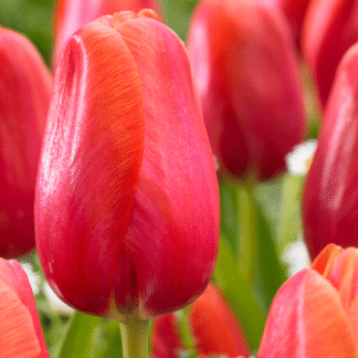 Tulipa Avignon -  Pack of 6