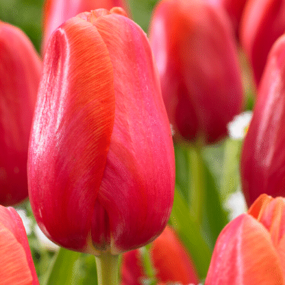 Tulipa Avignon -  Pack of 6