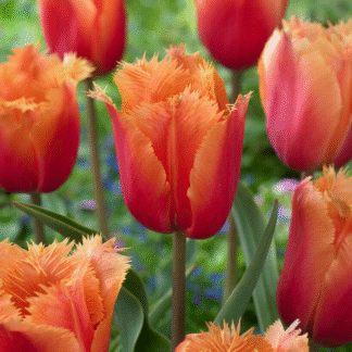 Tulipa Lambada - Pack of 6