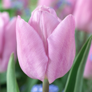 Tulipa Candy Prince -  Pack of 6