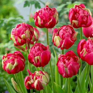 Tulipa Renown Unique- Pack of 6
