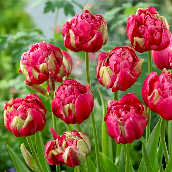 Tulipa Renown Unique- Pack of 6