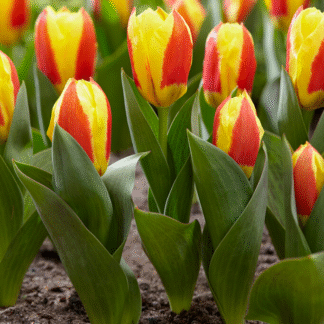 Tulipa Stresa - Pack of 6