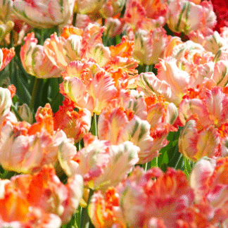 Tulipa Apricot Parrot -  Pack of 6