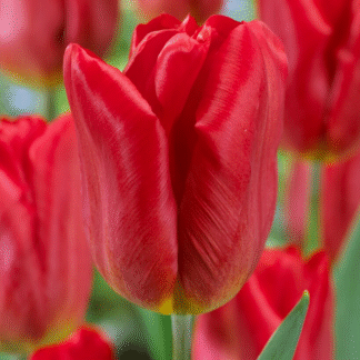 Tulipa Strong Fire - Pack of 6
