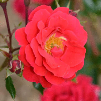 Rose 'Flower Carpet Ruby' - Ground Cover Rose