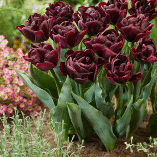 Tulipa Canyon - Pack of 6