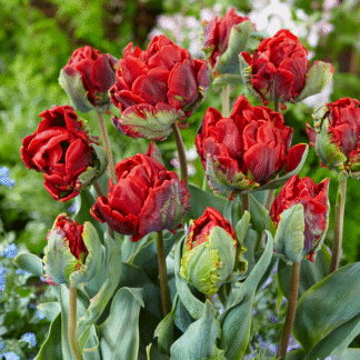 Tulipa Rococo Double - Pack of 6