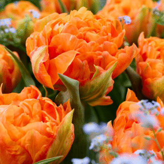Tulipa Orca -  Pack of 6