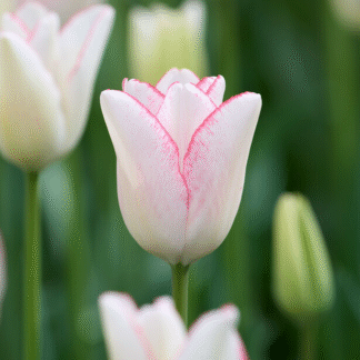 Tulipa Beauty Trend-  Pack of 6