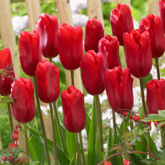 Tulipa Red Proud-  Pack of 6