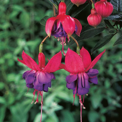 Fuchsia 'Winston Churchill'