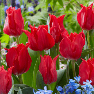 Tulipa Pretty Woman -  Pack of 6