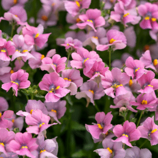 Nemesia Fruticans Pink