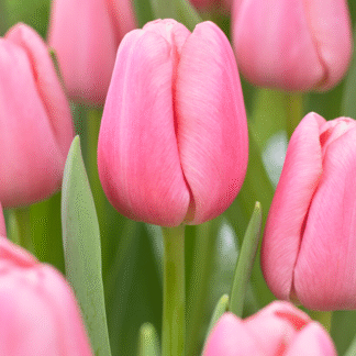 Tulipa Tresor -  Pack of 6