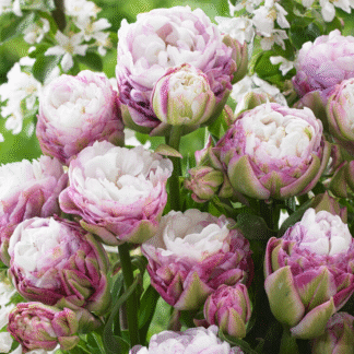 Tulipa Peggy Wonder -  Pack of 6