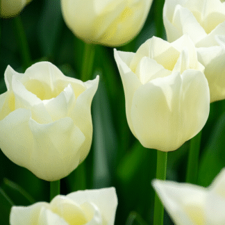 Tulipa Yankee -  Pack of 6