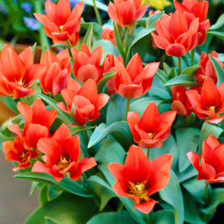 Tulipa Toronto - Pack of 6