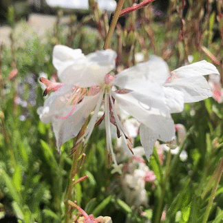 Gaura Lindheimeri 'White Dove'