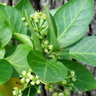 Euonymus Fortunei 'Dart's Blanket'