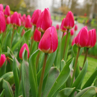 Tulipa Spryng Tide -  Pack of 6