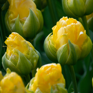 Tulipa Vanilla Coup -  Pack of 6