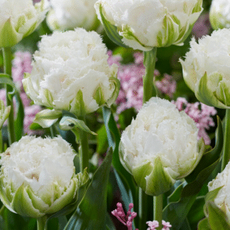 Tulipa Snow Crystal -  Pack of 6