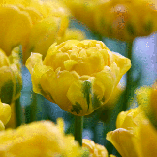 Tulipa Vulcan D'Or -  Pack of 6