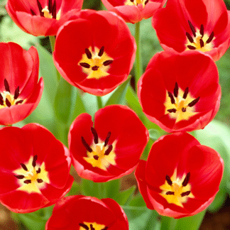 Tulipa Van Eijk - Pack of 6
