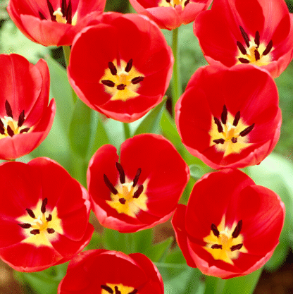 Tulipa Van Eijk - Pack of 6