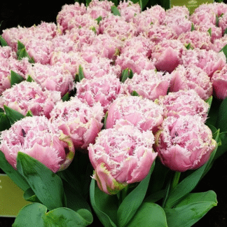 Tulips Cairns - Double Fringed Tulip - Pack of 6 Bulbs