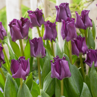 Tulipa Crown of Negrita -  Pack of 6