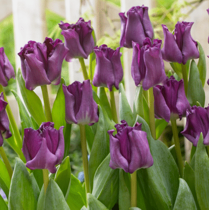 Tulipa Crown of Negrita -  Pack of 6