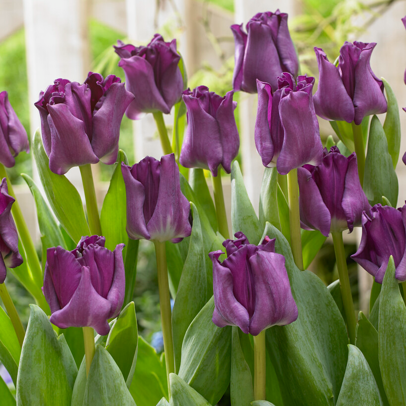 Tulipa Crown of Negrita -  Pack of 6