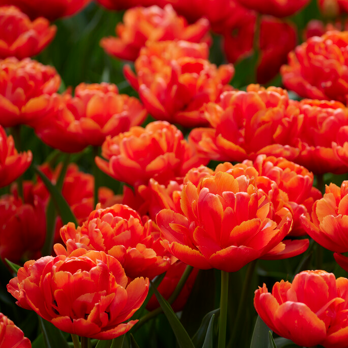Tulipa Icoon -  Pack of 6