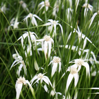 Dichromena Colorata - White Star Grass