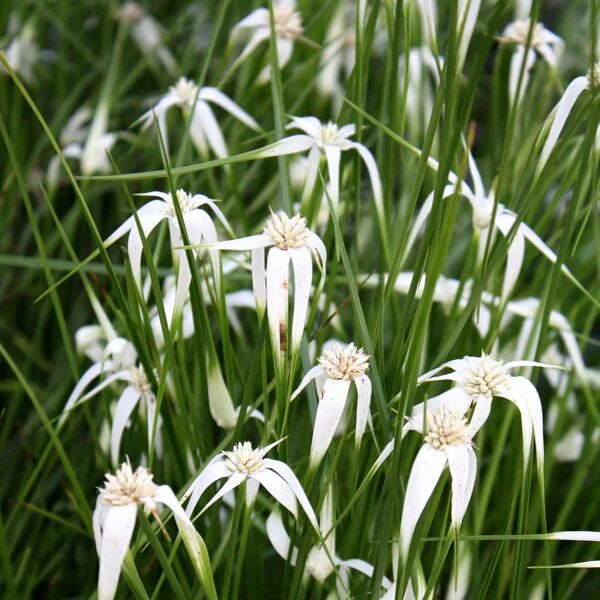 Dichromena Colorata - White Star Grass