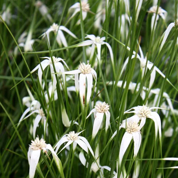 Dichromena Colorata - White Star Grass