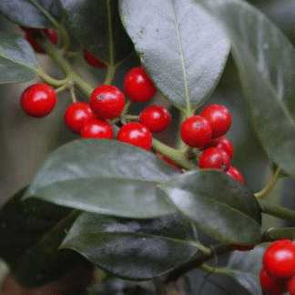 Ilex J C Van Tol - Self-Fertile Female English Holly