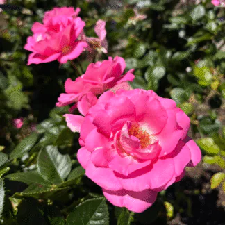 Rose 'Cliff Richard' - Hybrid Tea Rose