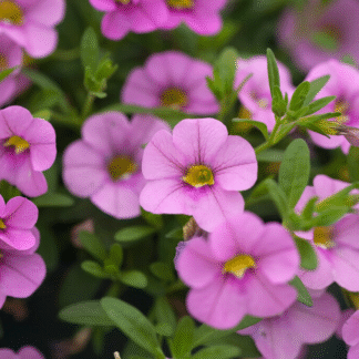 Calibrachoa Mini Petunia - Light Pink
